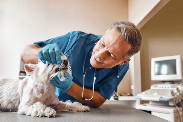Best Emergency Root Canal Therapy in Lake Stickney, WA